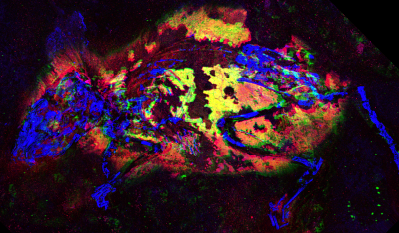 A false-color image showing the fossil chemistry of the ancient mouse. Blue is calcium in the bones, green is zinc, and red is an organic sulfur. Both zinc and sulfur are associated with the biochemistry of red pigment. Regions rich in both zinc and sulfur are shown in yellow.